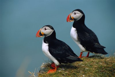 IJsland, Ingolfshofdi, Paar Atlantische Papegaaiduikers op met gras bedekte klif, 2022 (foto) door Sisse Brimberg