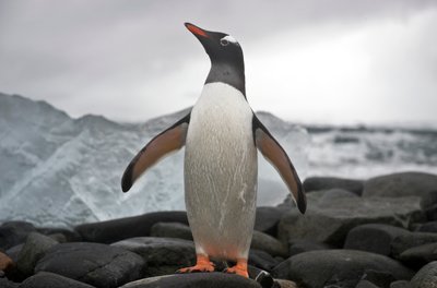 Portret van een ezelspinguïn, Pygoscelis papua, Antarctica, 2022 door Sisse Brimberg
