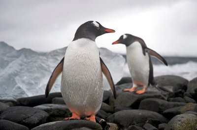 Twee gentoo pinguïns, Pygoscelis papua, op een rotsachtige kust. Antarctica, 2022 door Sisse Brimberg