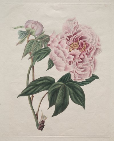 Chinese Boompioen (Paeonia suffruticosa) door Smith
