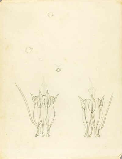 Acacia