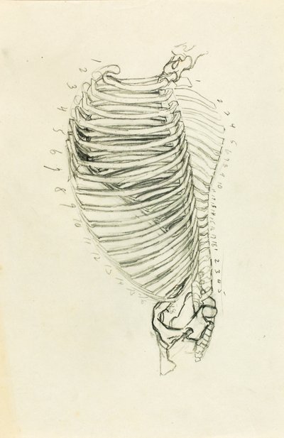 Anatomie door Solon H. Borglum