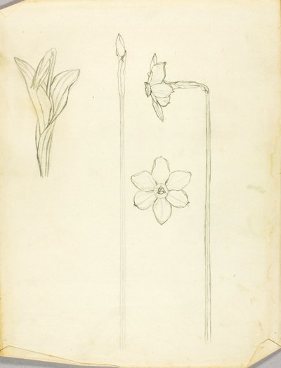Studie van planten door Solon H. Borglum