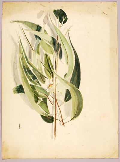 Plantenstudie, laat 19e-vroeg 20e eeuw door Solon H. Borglum