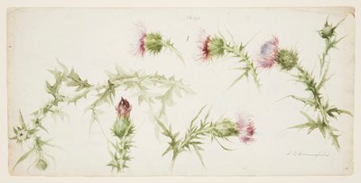 Zes Studies van Distels door Sophia L. Crownfield