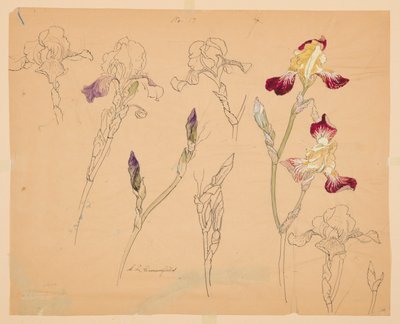 Studies van irissen door Sophia L. Crownfield
