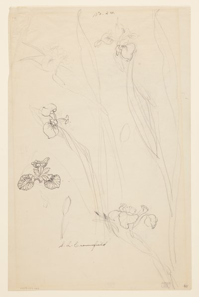 Studies van irissen door Sophia L. Crownfield