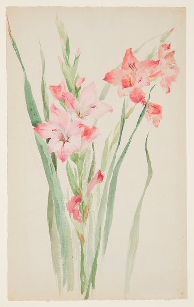 Studie van amaryllissen door Sophia L. Crownfield