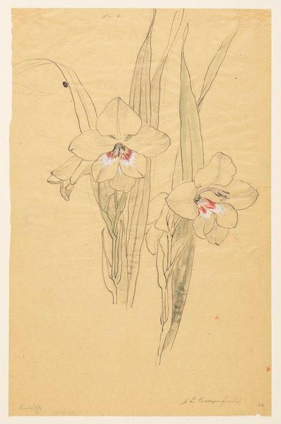 Studie van amaryllissen door Sophia L. Crownfield