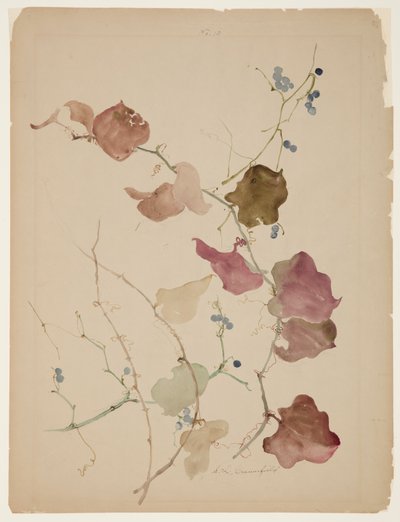 Studie van Clematis Wijnstok met Blauwe Bessen door Sophia L. Crownfield