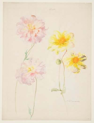 Studie van dahlia