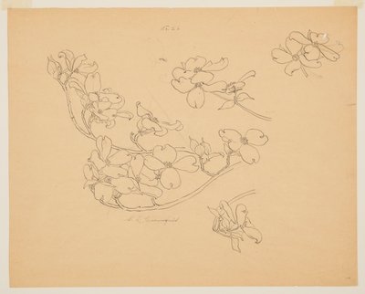 Studie van kornoelje door Sophia L. Crownfield