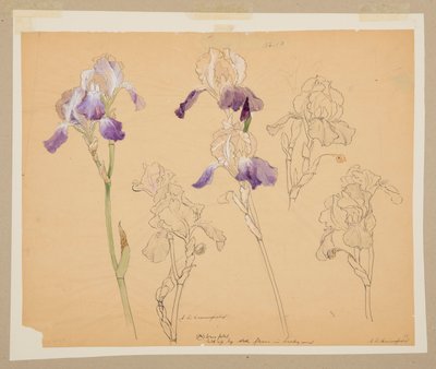Studie van irissen door Sophia L. Crownfield
