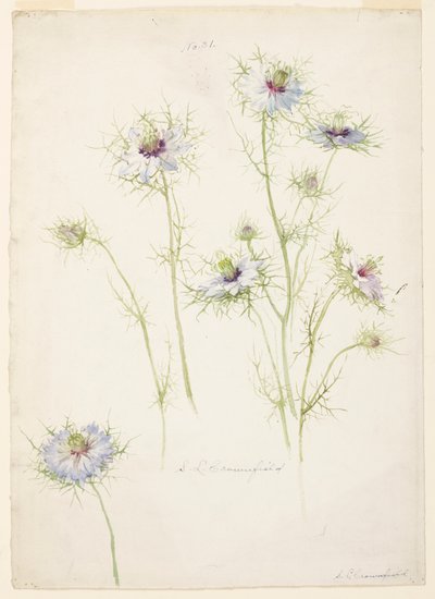 Studie van juffertje-in-het-groen door Sophia L. Crownfield