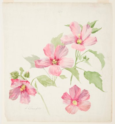 Studie van kaasjeskruid door Sophia L. Crownfield