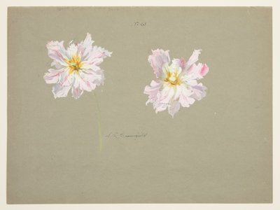 Studie van Lichtroze Pioenen door Sophia L. Crownfield