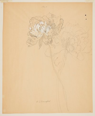 Studie van Pioenen door Sophia L. Crownfield