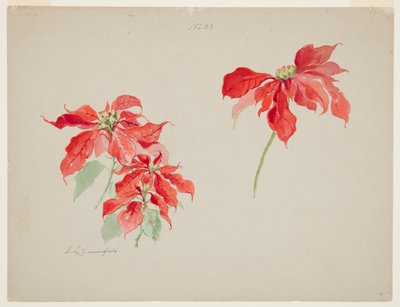 Studie van rode poinsettia