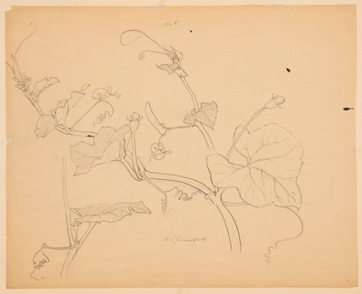 Studie van Pompoenranken door Sophia L. Crownfield