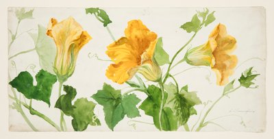 Studie van pompoenplanten door Sophia L. Crownfield