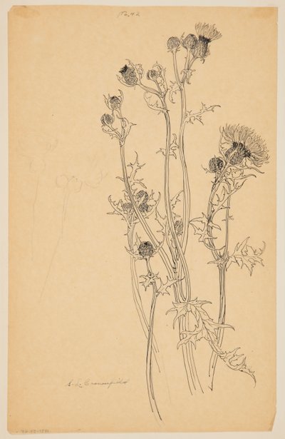 Studie van distelplanten door Sophia L. Crownfield