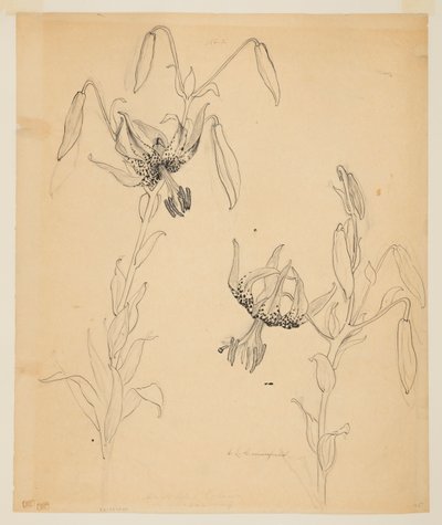 Studie van tijgerlelies door Sophia L. Crownfield
