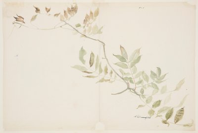 Studie van Wisteria-bladeren door Sophia L. Crownfield