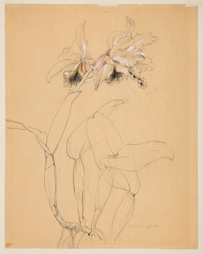 Studie van een orchidee door Sophia L. Crownfield