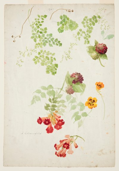 Studie van Venushaarvaren, trompetbloem en Oost-Indische kers door Sophia L. Crownfield
