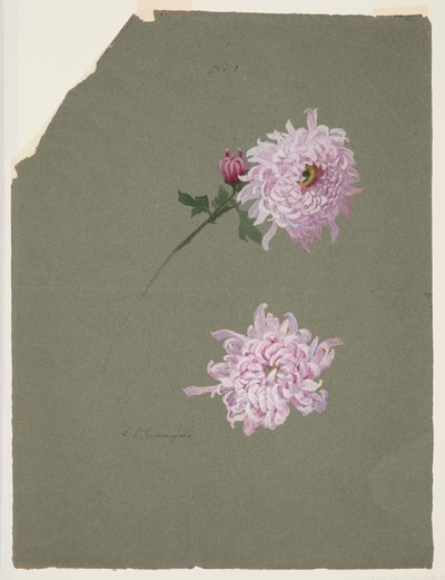 Twee studies van violette chrysanten door Sophia L. Crownfield