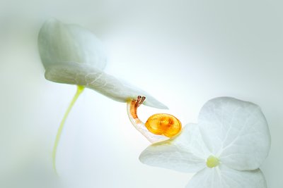  door Sophie Pan