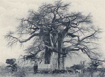 Een Baobab Boom (zwart-wit foto) door South African Photographer
