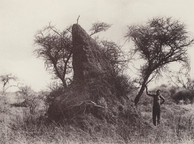 Een Mammoet Mierenhoop (zwart-wit foto) door South African Photographer