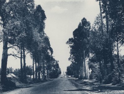 Laan van blauwe gombomen, Pretoria door South African Photographer