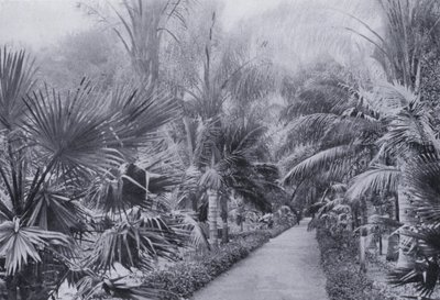 Palm Avenue, Botanische Tuinen, Durban door South African Photographer