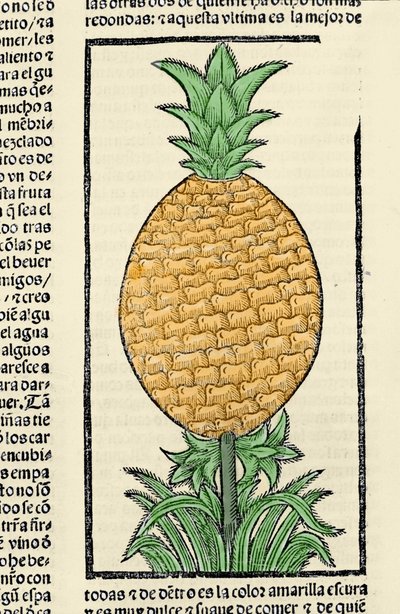 Weergave van een ananas. Gravure uit het boek 