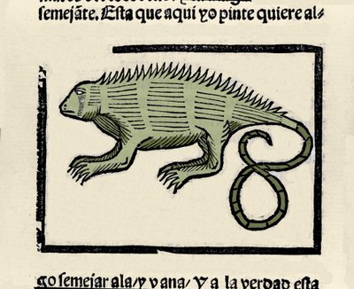 Afbeelding van een leguaan. Gravure uit het boek 