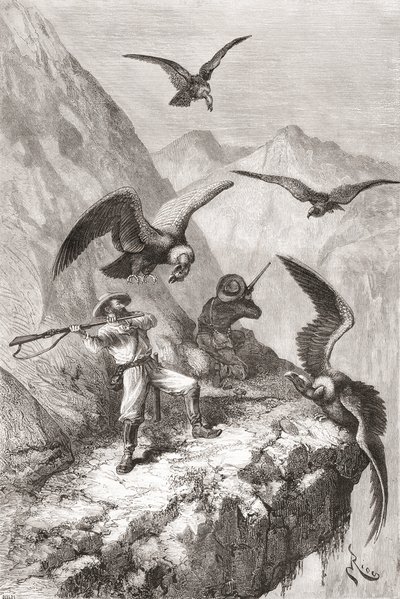 Édouard François André en metgezel aangevallen door condors nabij Calacali, Pichincha Provincie, Ecuador, tijdens zijn botanische expeditie in de uitlopers van de Andes in 1875-76 door Spanish School