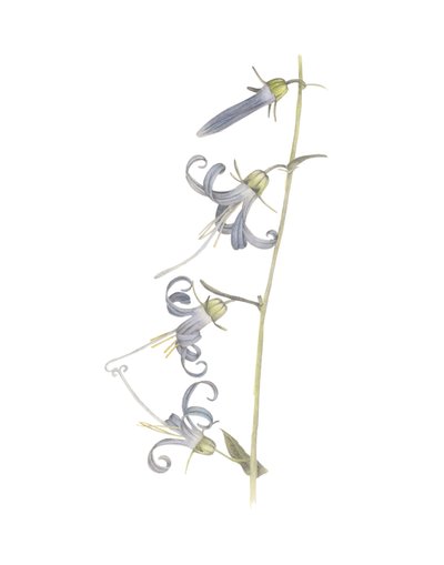 California Hairbell door Stacy Hsu