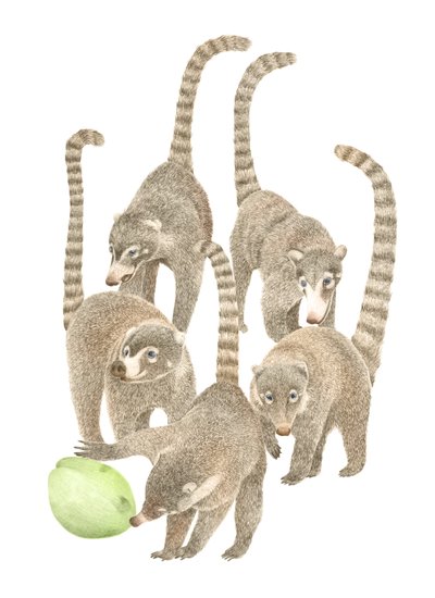 Costa Rica Coati