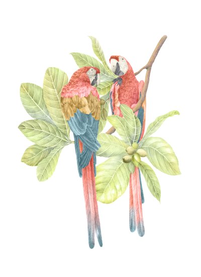 Costa Rica Scarlet Macaw door Stacy Hsu
