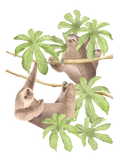 Costa Rica luiaards, 2019 door Stacy Hsu