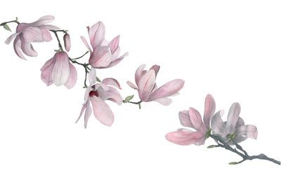 Magnolia door Stacy Hsu