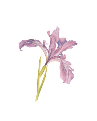 Portret van een iris door Stacy Hsu