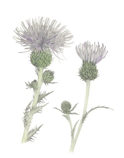 Distel door Stacy Hsu