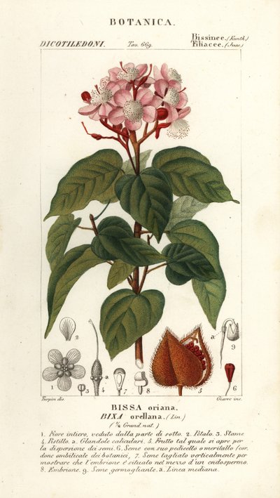 Achiote of lippenstiftboom, Bixa orellana door Stanghi Stanghi