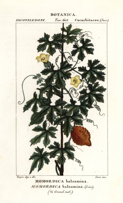 Afrikaanse komkommer, Momordica balsamina door Stanghi Stanghi