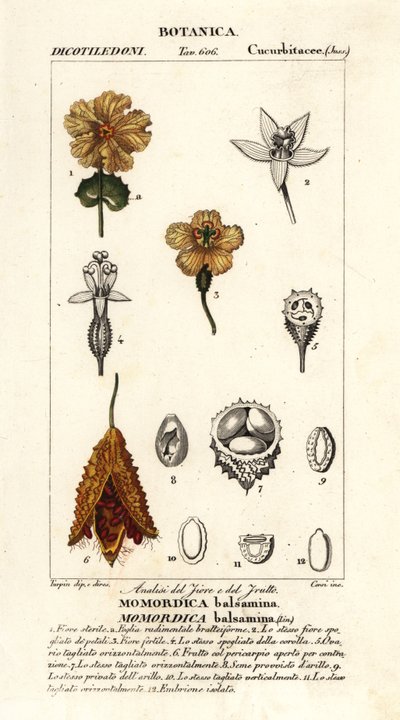 Afrikaanse komkommer, Momordica balsamina door Stanghi Stanghi
