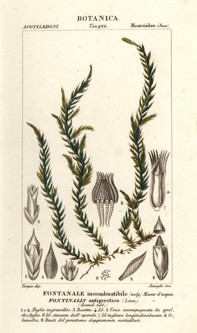 Antikoorts fontinalis mos, Fontinalis antipyretica door Stanghi Stanghi
