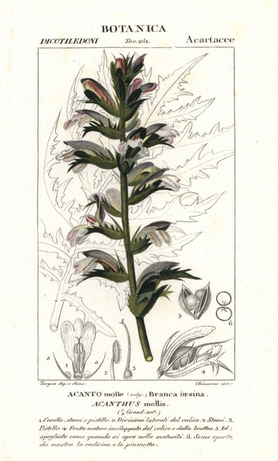 Berenklauw of zeedok, Acanthus mollis door Stanghi Stanghi